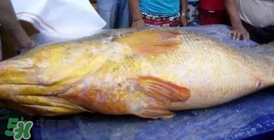 黃唇魚可以買賣嗎？黃唇魚買賣違法嗎？