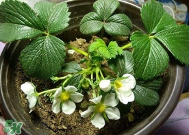 菠蘿莓種子哪里有賣？哪里能買得到菠蘿莓種子？