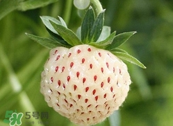 菠蘿莓種子哪里有賣？哪里能買得到菠蘿莓種子？