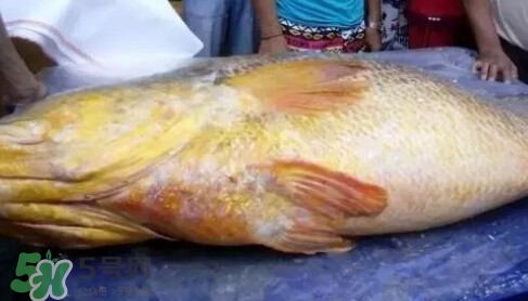 黃唇魚為什么那么貴？黃唇魚為什么這么貴