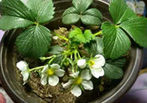 菠蘿莓種子哪里有賣？哪里能買得到菠蘿莓種子？