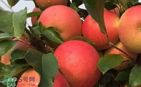 紅心蘋果多少錢一斤？紅肉蘋果價格