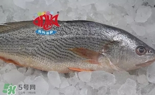 黃唇魚是黃花魚嗎？黃唇魚是黃魚嗎？