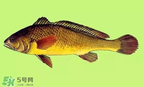黃唇魚是黃花魚嗎？黃唇魚是黃魚嗎？
