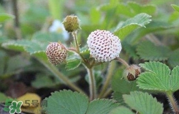 菠蘿莓種子哪里有賣？哪里能買得到菠蘿莓種子？