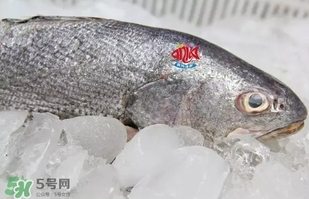 黃唇魚是黃花魚嗎？黃唇魚是黃魚嗎？