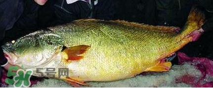 黃唇魚可以買賣嗎？黃唇魚買賣違法嗎？