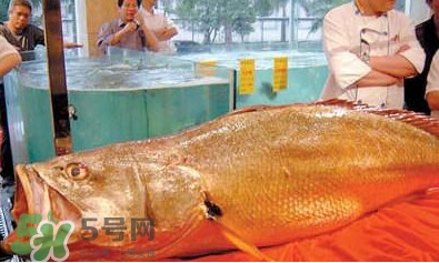 黃唇魚可以買賣嗎？黃唇魚買賣違法嗎？