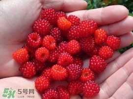 覆盆子哪里有賣？覆盆子多少錢一斤？