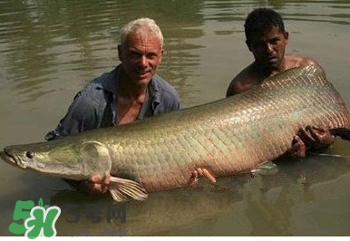 金錢鳘是什么魚？金錢鳘是淡水魚嗎？