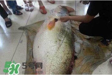 金錢鳘是什么魚？金錢鳘是淡水魚嗎？