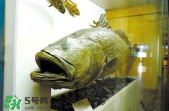 金錢鳘為什么那么貴？金錢鳘為什么能賣那么貴