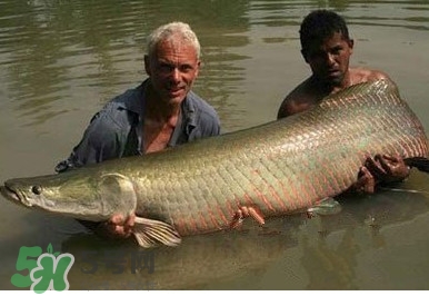 金錢鳘魚膠一斤多少錢？金錢鳘魚膠價(jià)格