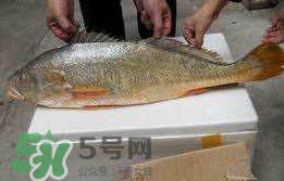 孕婦能吃金錢鱉嗎？懷孕期間能不能吃金錢鱉？