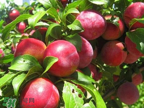 ?油桃是發(fā)物嗎？?油桃是不是發(fā)物？