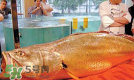 孕婦能吃金錢鱉嗎？懷孕期間能不能吃金錢鱉？