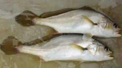 小孩能吃黃唇魚嗎？小孩吃黃唇魚好嗎？