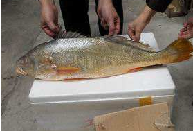 小孩能吃黃唇魚嗎？小孩吃黃唇魚好嗎？