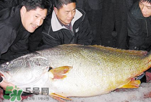 寶寶能吃金錢鳘嗎？金錢鳘寶寶吃了好嗎？