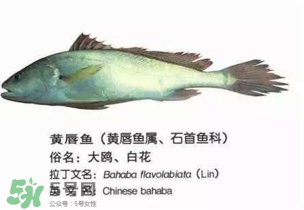 寶寶能吃金錢鳘嗎？金錢鳘寶寶吃了好嗎？