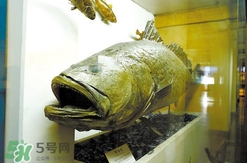 金錢鳘是保護(hù)動(dòng)物嗎？金錢鳘是國(guó)家保護(hù)動(dòng)物嗎