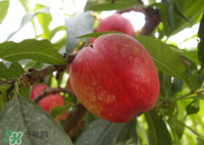 油桃和牛奶能一起吃嗎？喝完牛奶能吃油桃嗎？