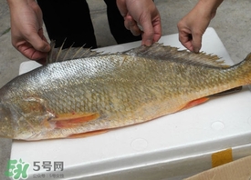 黃唇魚是海魚嗎？黃唇魚是海鮮嗎