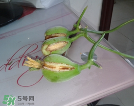 香瓜裂口怎么回事？香瓜裂了怎么辦？