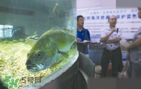 金錢鳘是哪里原產(chǎn)的？金錢鳘的產(chǎn)地在哪里