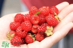 覆盆子哪里有賣？覆盆子多少錢一斤？