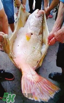 黃唇魚魚鰾能救命？黃唇魚魚鰾可以救命？