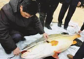 黃唇魚魚鰾真的那么神？黃唇魚魚鰾真實(shí)藥用價(jià)值