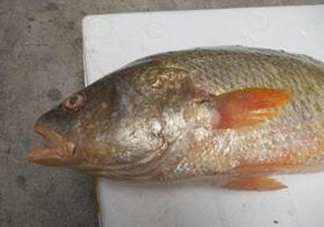 黃唇魚魚鰾能救命？黃唇魚魚鰾可以救命？