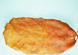  黃唇魚魚鰾怎么吃？ 黃唇魚魚鰾如何吃？