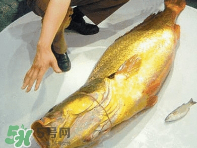 金錢鳘有什么用？金錢鳘有什么作用