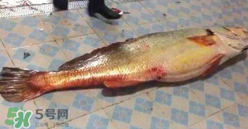 金錢鳘是什么？金錢鳘怎么讀？