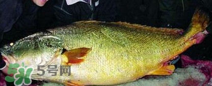 金錢鳘魚膠一斤多少錢？金錢鳘魚膠價(jià)格