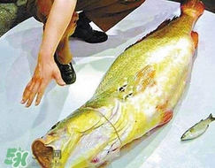 黃唇魚是海魚嗎？黃唇魚是海鮮嗎