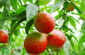 油桃可以榨汁嗎？油桃怎么榨汁？