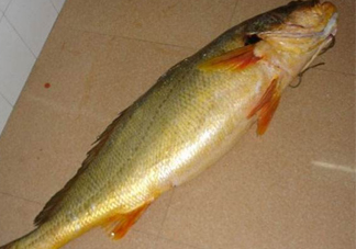 怎么鑒別金錢(qián)鳘魚(yú)膠？金錢(qián)鳘魚(yú)膠如何分辨真?zhèn)?><p><strong>怎么鑒別金錢(qián)鳘魚(yú)膠？金錢(qián)鳘魚(yú)膠如何分辨真?zhèn)?/strong></p></a></li> <li><a href=