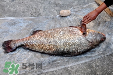 金錢(qián)鳘為什么身價(jià)上百萬(wàn)？金錢(qián)鳘真這么值錢(qián)嗎