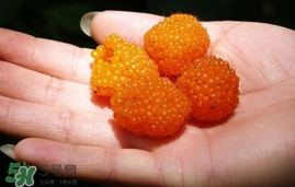 空心泡能吃嗎？空心泡與樹莓的差別