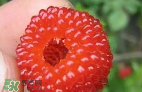 孕婦可以吃山莓嗎？孕婦能不能吃山莓