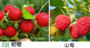 山莓有毒嗎？山莓和蛇莓的區(qū)別