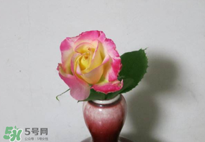 五月份可以扦插月季嗎？5月份適合插月季嗎？