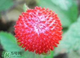 蛇莓是蛇吃的嗎？蛇莓為什么叫蛇莓？