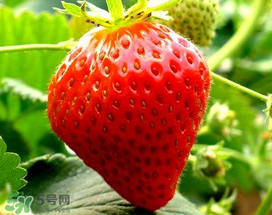 5月份可以種草莓嗎？五月份可以種草莓嗎？