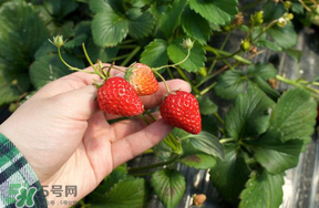 5月份能摘草莓嗎？五月份還有草莓摘嗎？