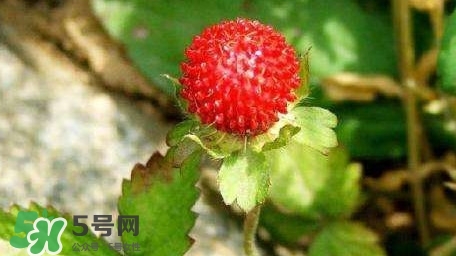 蛇莓收購(gòu)多少一公斤？蛇莓價(jià)格