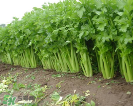五月份可以種芹菜嗎？芹菜適合什么時(shí)候播種？
